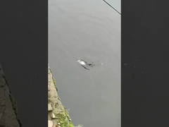 Leurre de pêche Appât Pleine nage Couche de nage Faux appât Mer et Eau douce